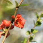 Cognassier du Japon : des fleurs dès février, des fruits en automne, épines comprises Vivid red Japanese quince flower in full bloom, capturing spring's essence.