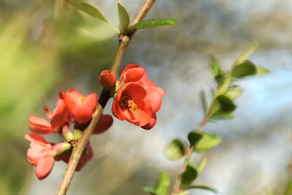 Vivid red Japanese quince flower in full bloom, capturing spring's essence.
