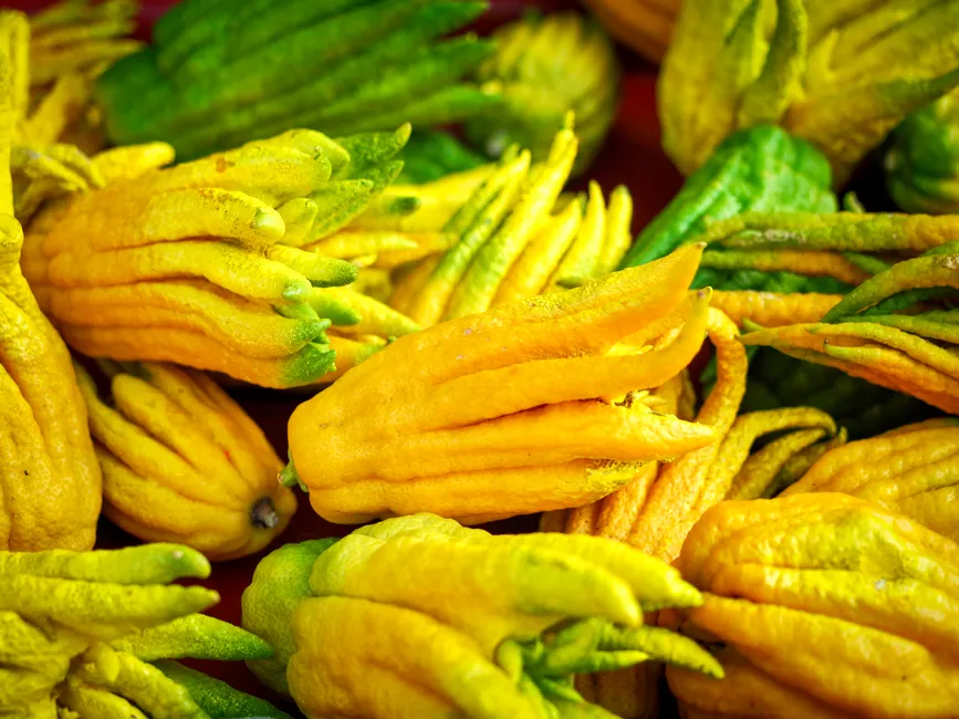 Vivid yellow and green Buddha's Hand citron fruits displayed in abundance.