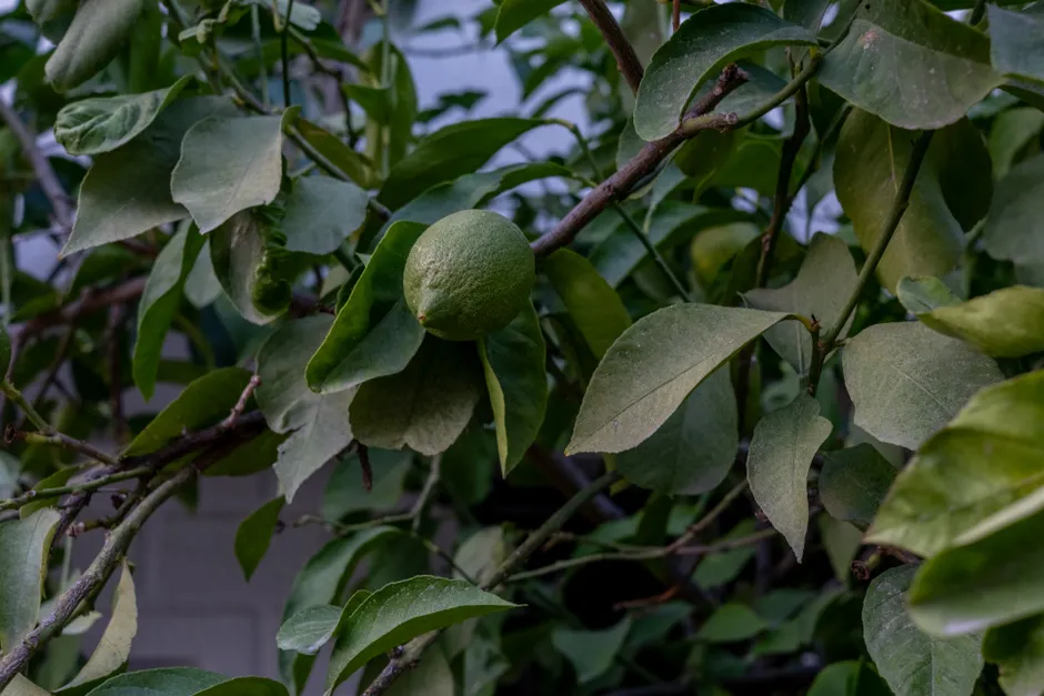 A close-up image of an unripe lemon growing amidst green leaves on tree branches.