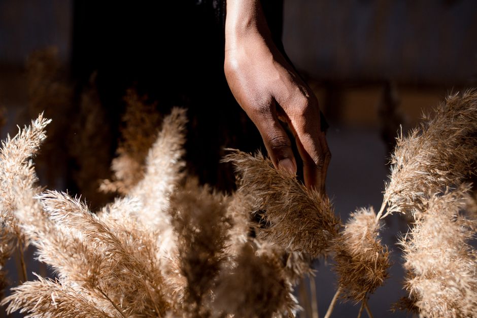 A close-up of a hand gently touching dried pampas grass with a dramatic play of light and shadow.