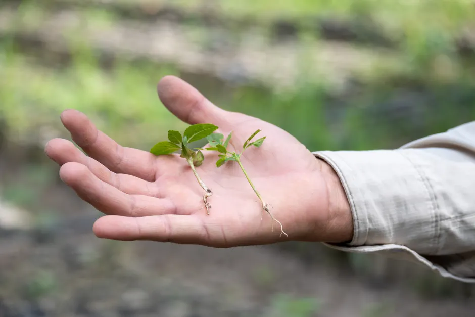 A close-up of a hand holding small seedlings, symbolizing growth and nature.