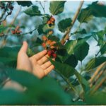 Taille du mûrier : février-mars pour l’arbre, après récolte pour les cannes A close-up of a hand reaching for ripe mulberries on a tree in a lush garden during day.