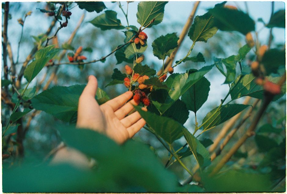 A close-up of a hand reaching for ripe mulberries on a tree in a lush garden during day.