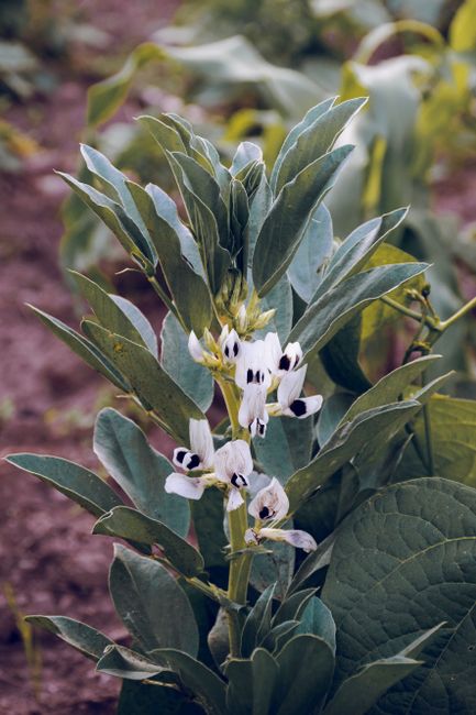 A close-up of a vibrant broad bean plant in Cajamarca, Perú, showcasing natural beauty.