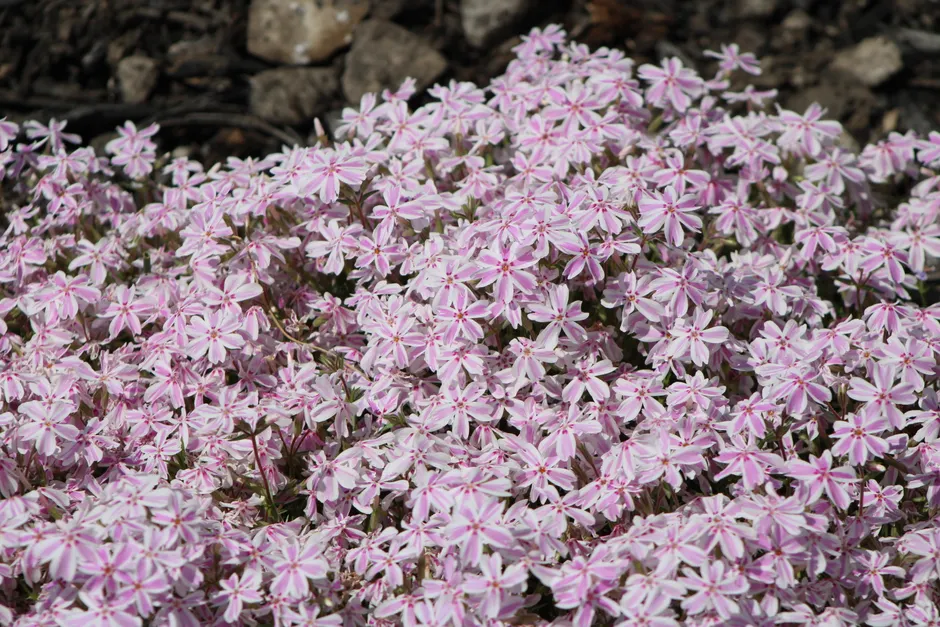 A close-up of vibrant pink and white Phlox flowers in full bloom on a sunny day.