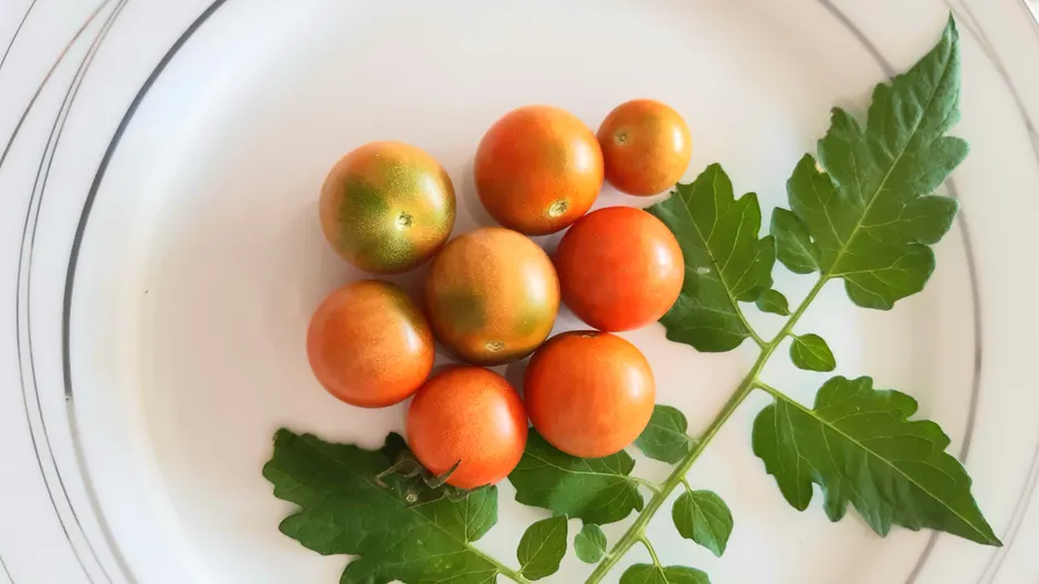 A close-up shot of fresh tomatoes with a green leaf on a white plate, showcasing organic produce.
