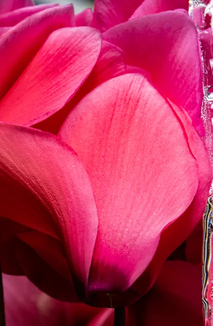 A close-up shot of vibrant pink Cyclamen petals showcasing texture and color.
