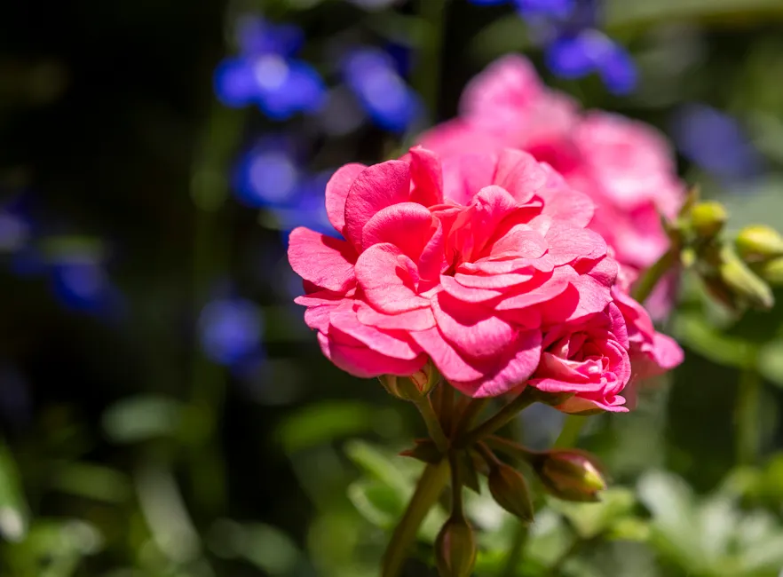 A close-up shot of vibrant pink geranium flowers blooming in a garden setting.