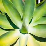 Agave à cou de cygne : floraison d'avril à juin, gare au gel A close-up view of a vibrant foxtail agave (Agave attenuata) with sunlit green leaves in Zambia.