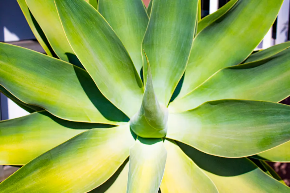 A close-up view of a vibrant foxtail agave (Agave attenuata) with sunlit green leaves in Zambia.