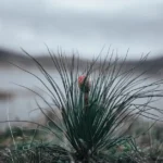 A close-up view of a yucca plant in a serene natural landscape with blurred background.