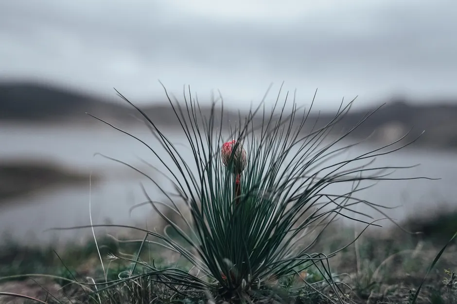 A close-up view of a yucca plant in a serene natural landscape with blurred background.