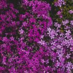 Phlox rampant : 20 cm de haut, fleurs de mars à mai A close-up view of beautiful purple and pink phlox flowers in full bloom.
