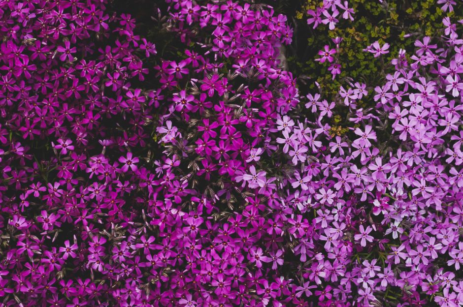 A close-up view of beautiful purple and pink phlox flowers in full bloom.