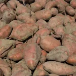 A close-up view of freshly harvested sweet potatoes in North Carolina.