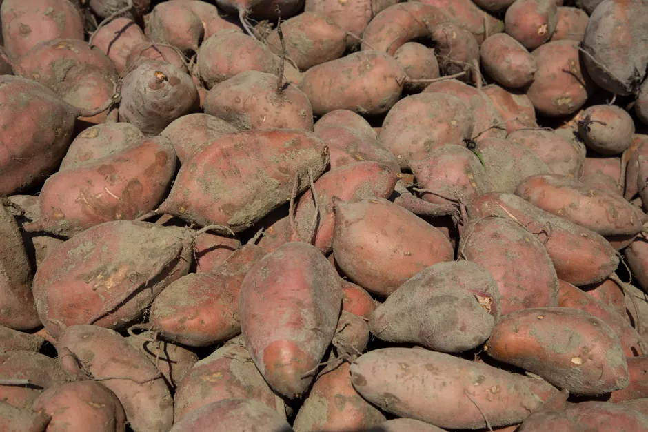 A close-up view of freshly harvested sweet potatoes in North Carolina.