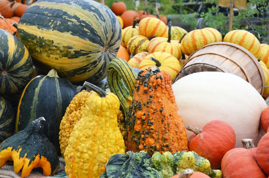 A colorful assortment of squashes and gourds in an outdoor market setting symbolizes a bountiful autumn harvest.
