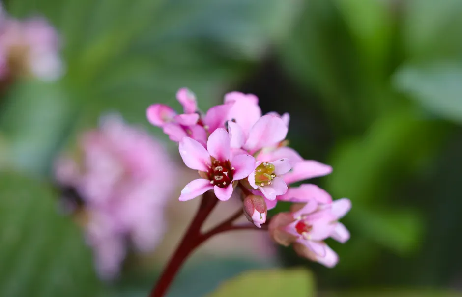 A delicate close-up of vibrant pink Bergenia flowers with a soft green background, capturing the essence of nature in summer.