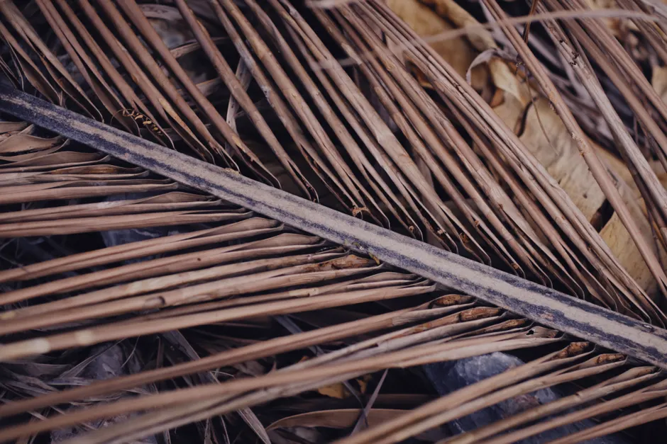 A detailed close-up of brown dried palm leaves showcasing texture and patterns.
