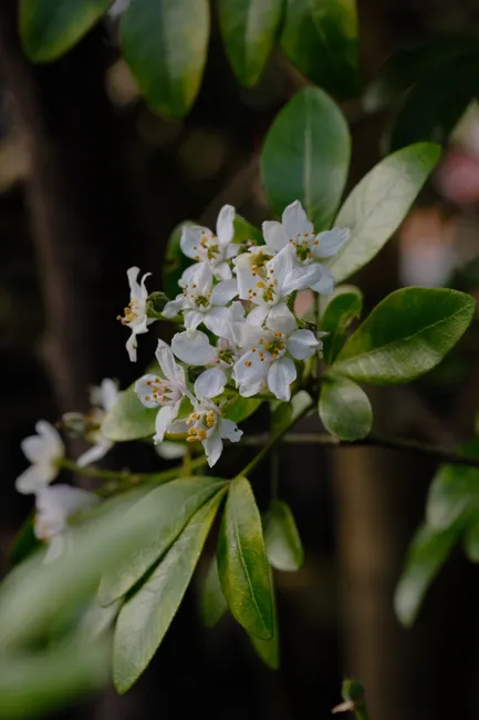A detailed close-up of Choisya ternata flowers and leaves, showcasing natural beauty and growth.