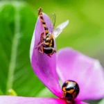 Insectes auxiliaires en 2026 : 6 gestes bio pour éviter les faux amis A detailed macro shot capturing a hoverfly and a ladybug on a vibrant pink petal, set against lush greenery.