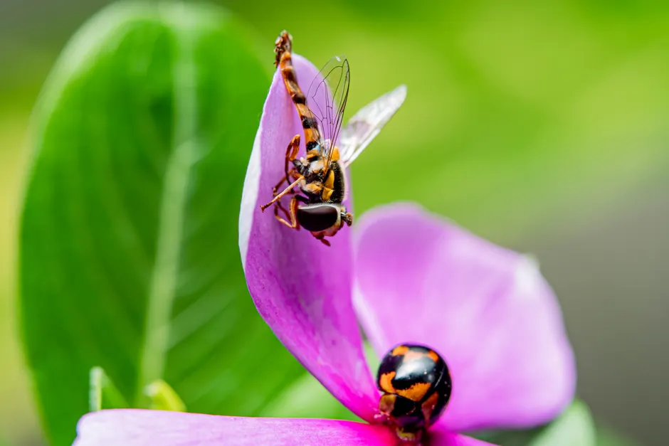 A detailed macro shot capturing a hoverfly and a ladybug on a vibrant pink petal, set against lush greenery.