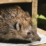 Abri pour hérisson : 4 gestes avant décembre, sans palace A detailed photograph of a hedgehog peeking out from a wooden shelter in a garden setting.