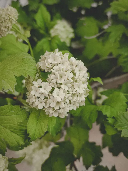 A detailed shot of a blooming Guelder Rose with lush green leaves, capturing the essence of spring.