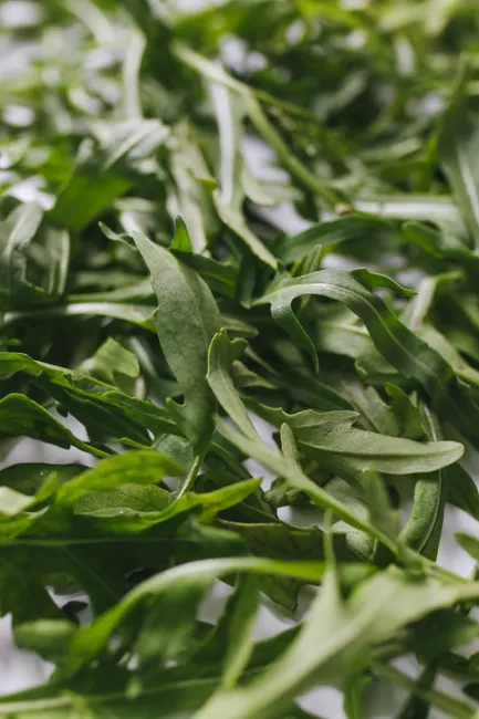 A detailed view of fresh arugula leaves, showcasing their green color and natural texture.