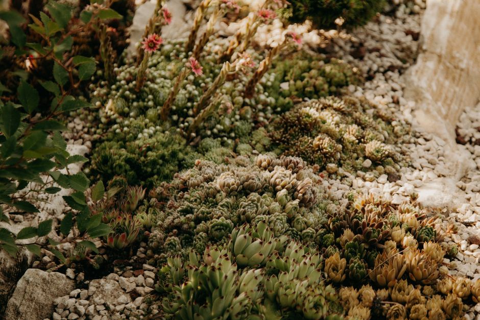 A diverse succulent garden with pink flowers and pebbled ground, showcasing natural beauty.