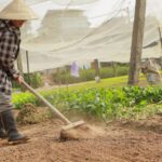 A farmer tending to crops in an outdoor vegetable garden under protective nets.