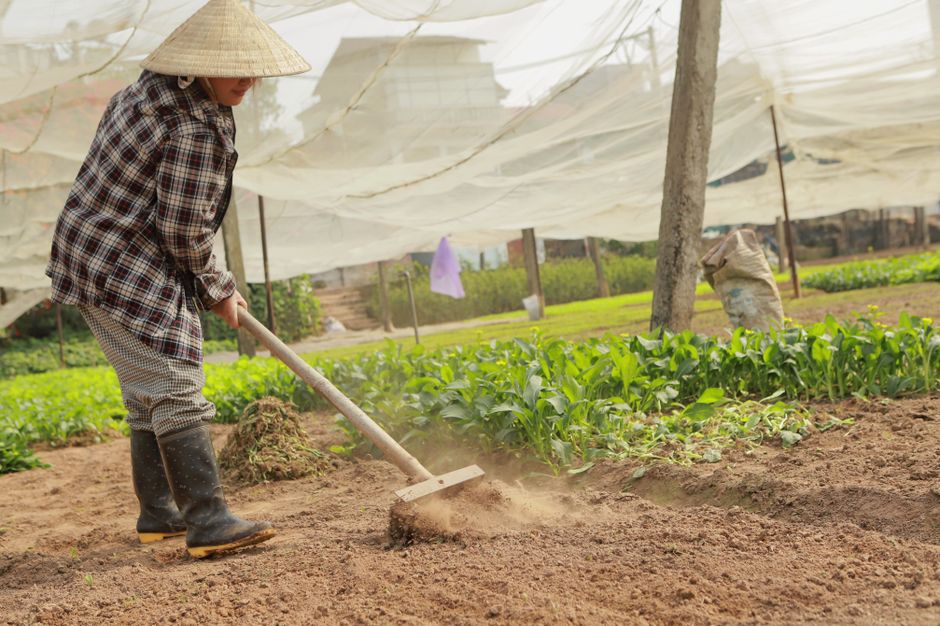 A farmer tending to crops in an outdoor vegetable garden under protective nets.