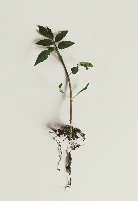 A fresh tomato seedling with exposed roots against a clean white background, ideal for gardening and plant growth themes.
