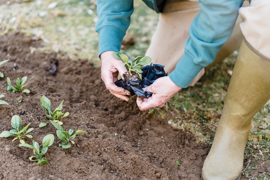A gardener plants seedlings in a garden, showcasing the essence of cultivation and growth.