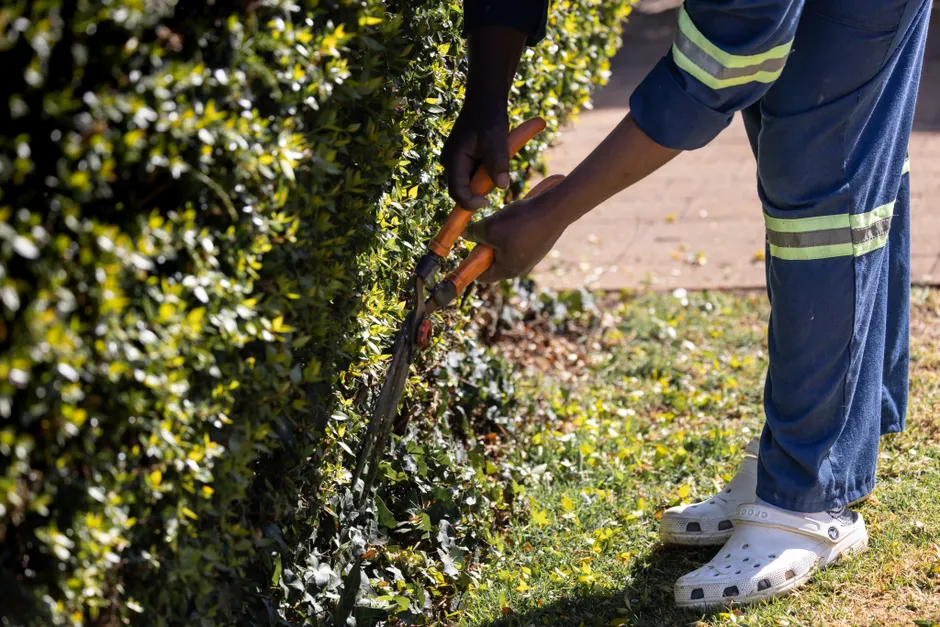A gardener trims a hedge with shears, showcasing precision and skill on a sunny day.