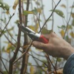 A gardener's hand using pruning shears to trim branches in an autumn garden.