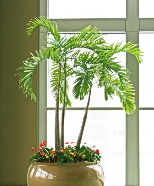 A graceful potted palm basking in natural light, ideal for interior decor inspiration.