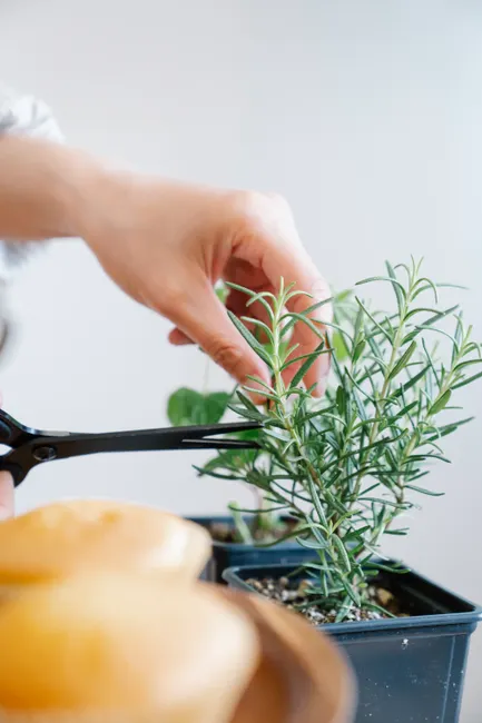 A hand carefully trims a rosemary plant indoors, emphasizing home gardening detail.