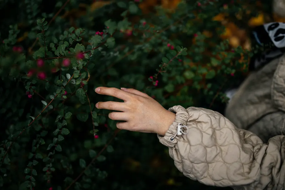 A hand gently touches the leaves and berries of a Chenault coralberry shrub.