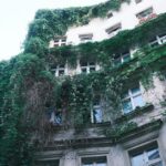 A historic building facade in Berlin, Germany adorned with dense green ivy. Urban nature blend.