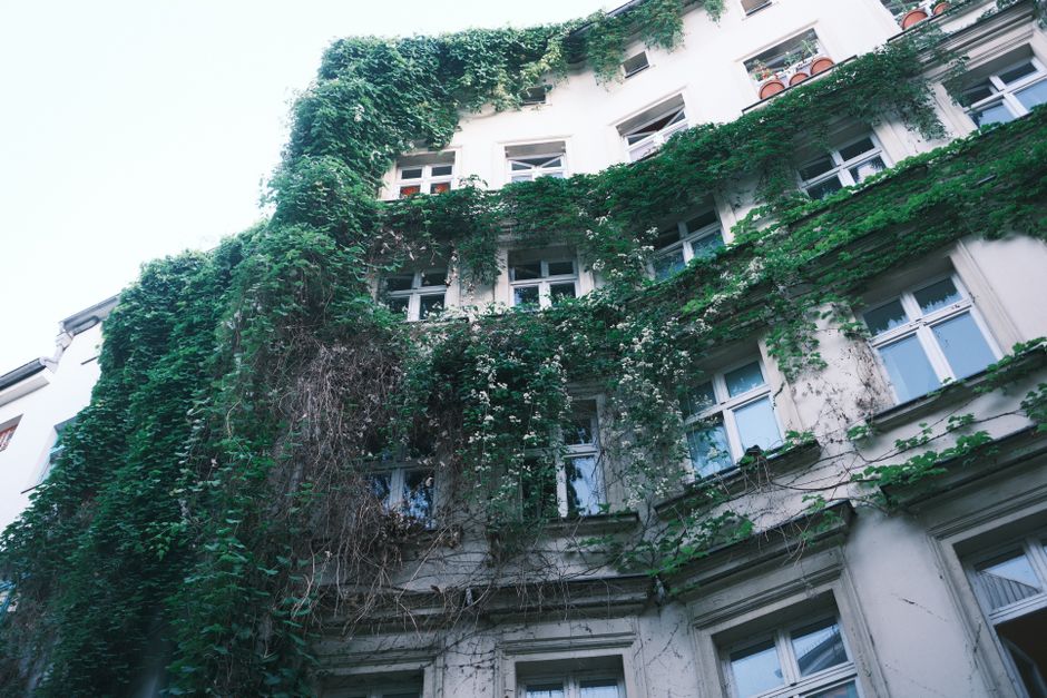 A historic building facade in Berlin, Germany adorned with dense green ivy. Urban nature blend.