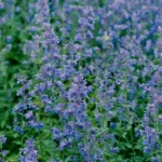 Cataire au jardin : fleurs de mai à octobre, chats sélectifs, moustiques à l'essai A lush field of blooming catnip flowers in Hokkaido, Japan during summer.
