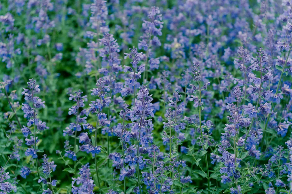 A lush field of blooming catnip flowers in Hokkaido, Japan during summer.