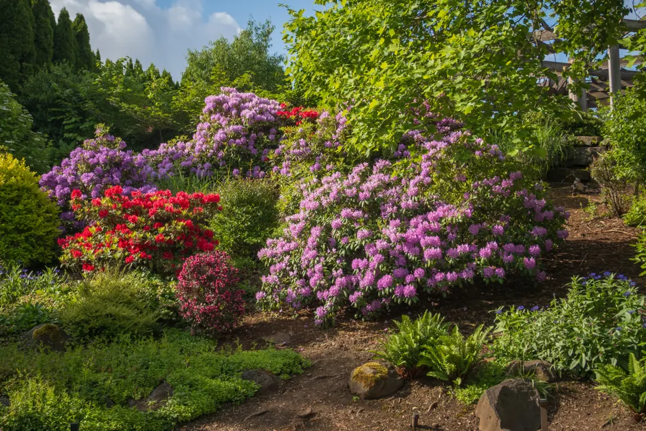 A lush garden showcasing vibrant pink and red rhododendrons in full bloom on a sunny day.