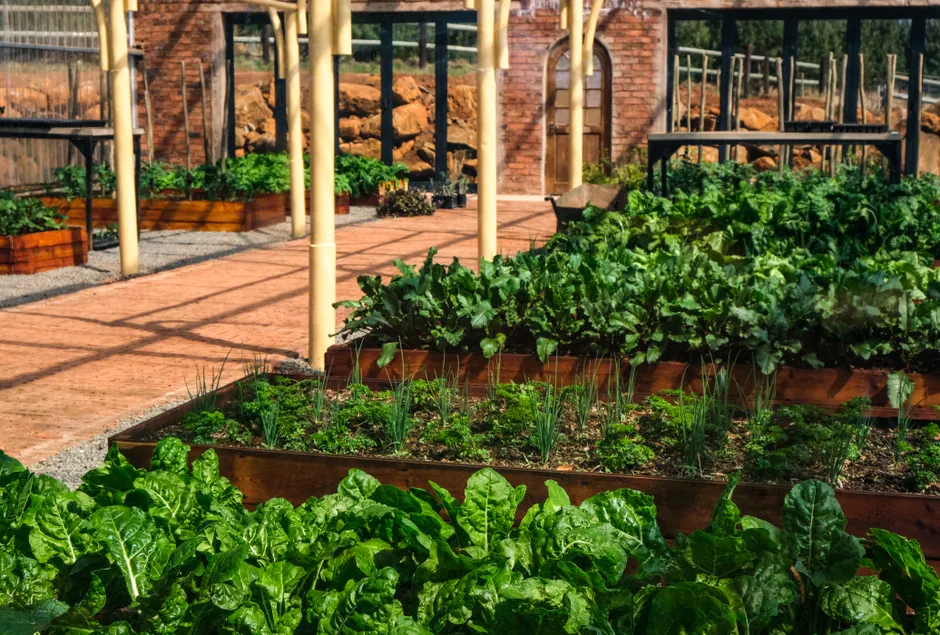 A lush indoor greenhouse filled with vibrant vegetables like lettuce in raised wooden garden beds.