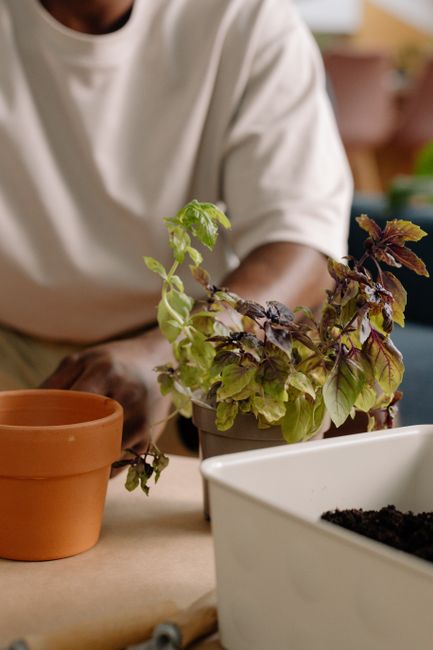 A man sits indoors potting various plants into flowerpots, focusing on gardening.