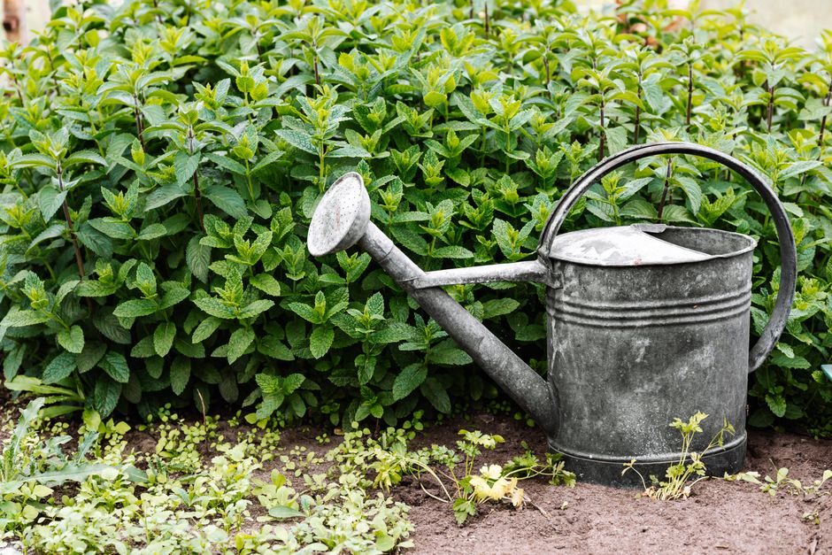 A metal watering can beside green shrubs in a garden setting, perfect for gardening themes.