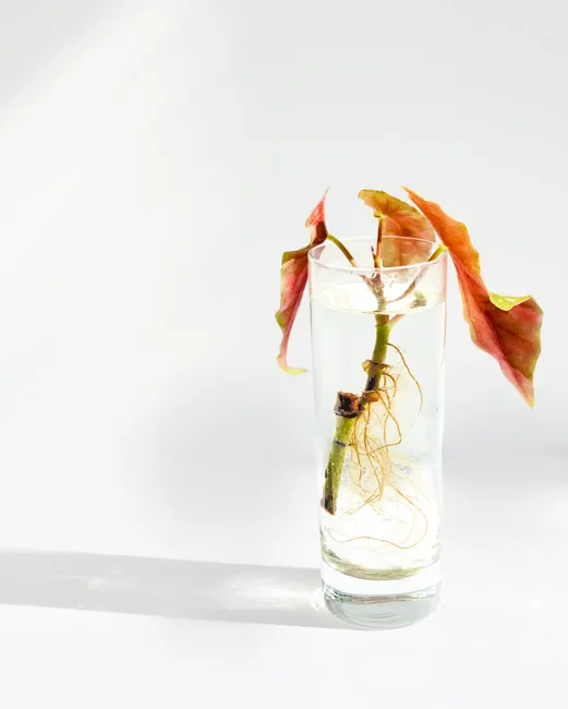 A minimalist image showing a plant stem rooting in a glass of water, sunlight casting shadows.