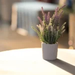 Bouturer la lavande en août 2026 : 7 gestes, sans bain forcé A minimalist indoor scene with a potted lavender plant on a sunlit table.